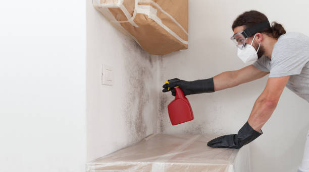 Professional Basement Mold Removal technician working in California, PA