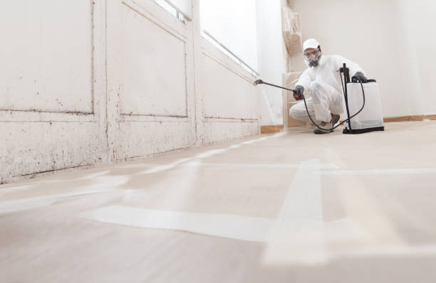 24/7 Emergency Basement Mold Removal experts in California, PA