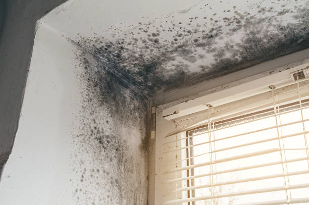 Affordable Basement Mold Removal solutions in California, PA